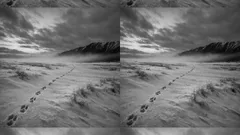 10 tundra animals and the survival tricks that beat Arctic winter