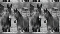 Mule vs hinny: how to tell the difference in ears, build, and behavior