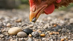 Why some animals swallow rocks on purpose (and what it actually does)