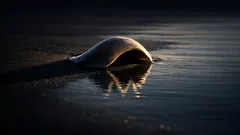 12 animals that start with M kids can actually remember