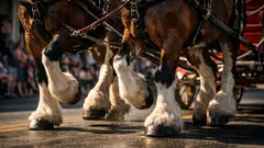The real story behind the Budweiser Clydesdales and how they became an American icon