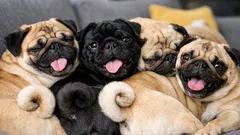 What do you call a group of pugs? The answer is a grumble