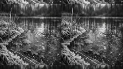 Hibernation vs brumation vs torpor: what animals really do in winter