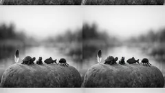 Animal groups explained: how to tell mammals, birds, reptiles, amphibians, fish, and invertebrates apart