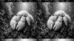 14 animals that start with Y to win any word game fast