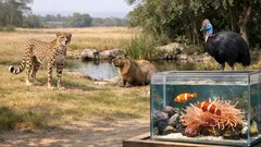 15 animals that start with C, from cat to coelacanth