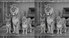 Liger vs. tigon: the real difference between these lion-tiger hybrids