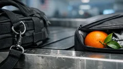 Meet the Beagle Brigade: why airports use beagles to sniff out banned food