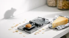 Do mice really like cheese or is it just a cartoon myth?