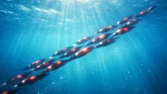 What do you call a group of squid? Shoal vs. school explained