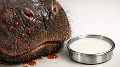 Is hippo milk really pink? The truth behind the viral myth