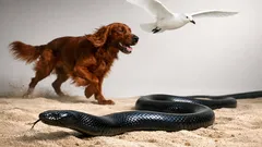 20 animals that start with I, from Irish setter to ivory gull