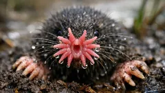 10 real animals that look like monsters and the survival tricks behind them