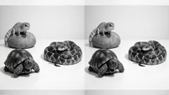 10 animals that start with T, from Tasmanian devils to Texas tortoises